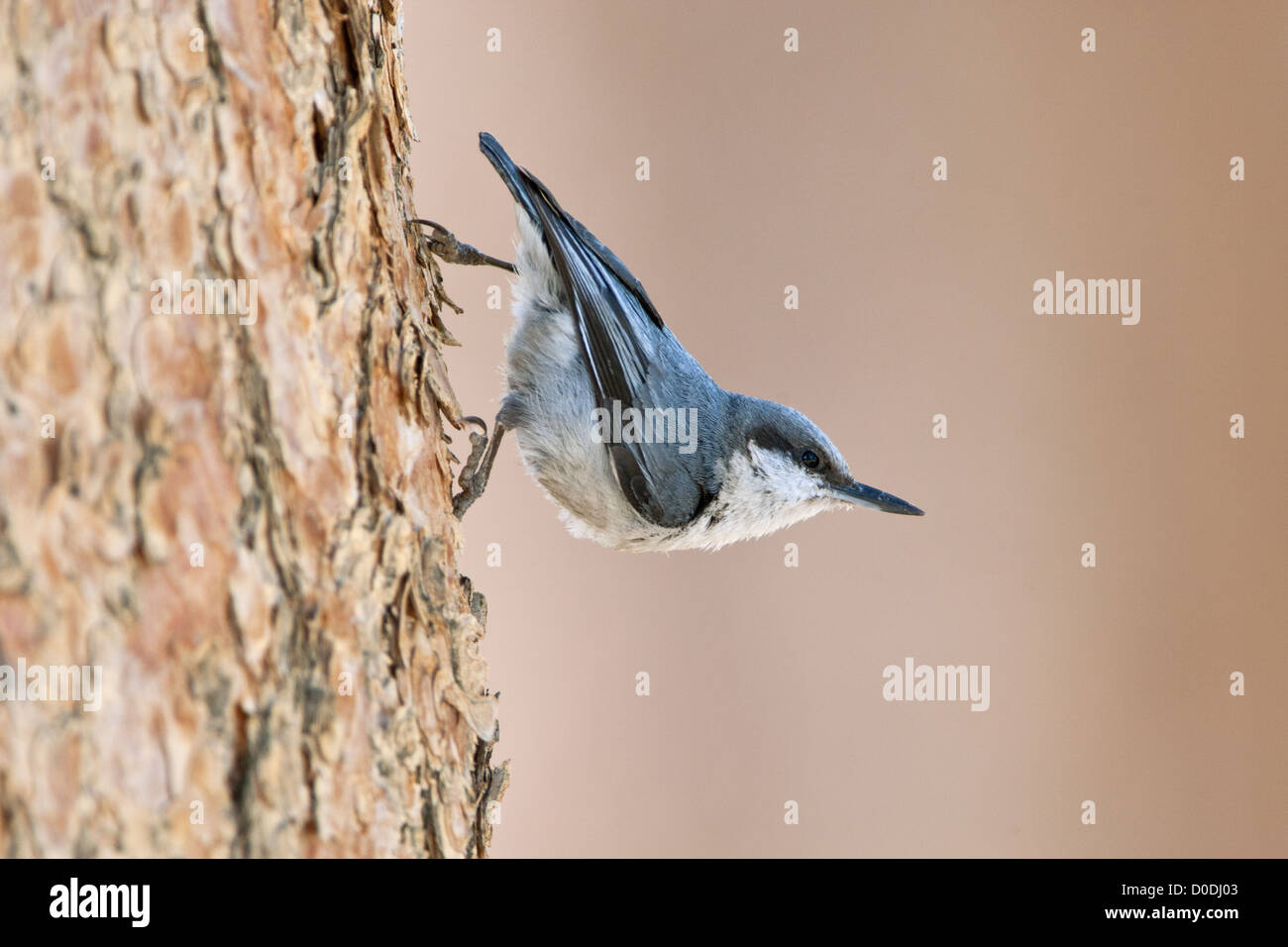 Pygmäen Nuthatch Vogel Vögel singvögel Vogelkunde Vogelkunde Wissenschaft Natur Tierwelt Umwelt Nuthatches Stockfoto