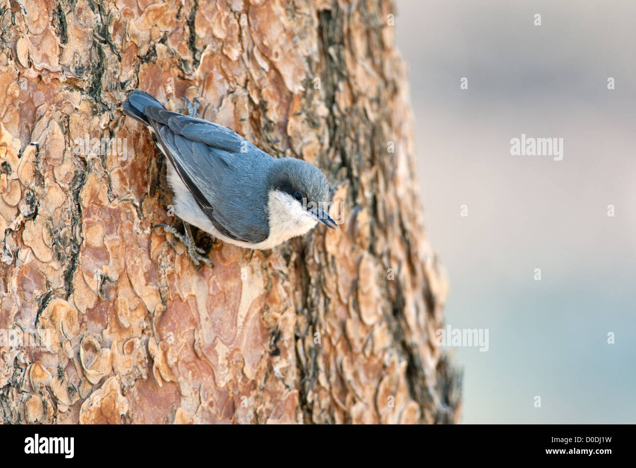 Pygmäen Nuthatch Vogel Vögel singvögel Vogelkunde Vogelkunde Wissenschaft Natur Tierwelt Umwelt Nuthatches Stockfoto