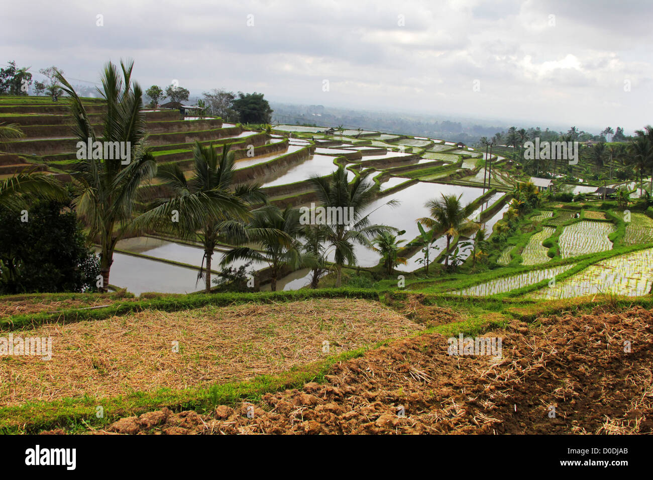 Reis-Plantage in den bewölkten Nachmittag. Bali, Indonesien Stockfoto