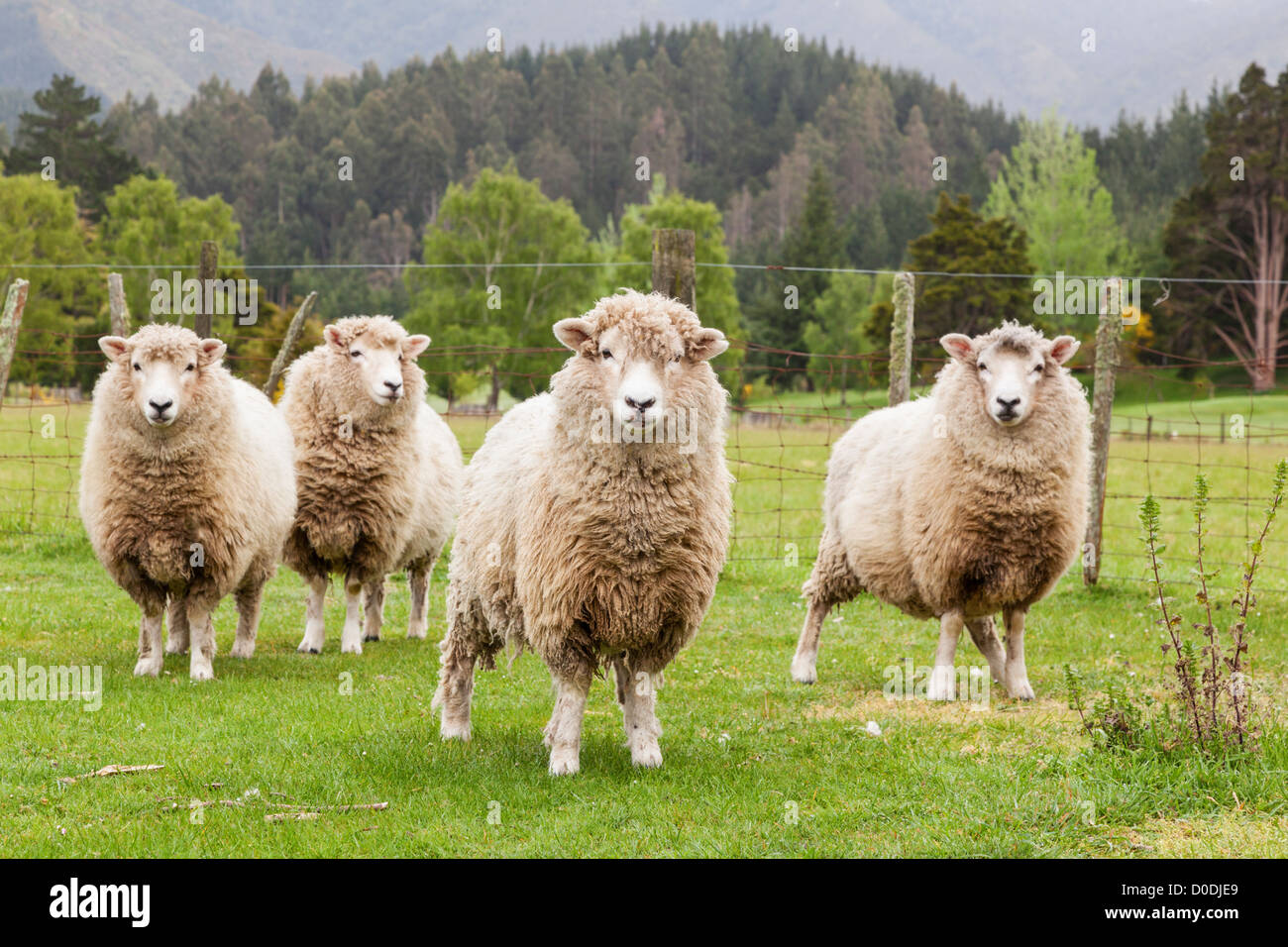 Vier gemischte Rasse Schafe in Neuseeland in einem Paddock oder Feld. Stockfoto