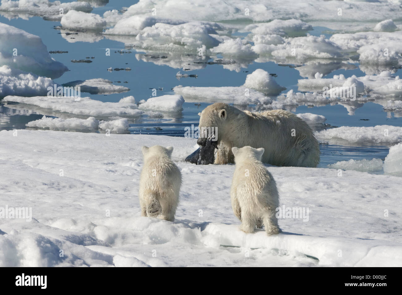 Weiblicher Eisbär (Ursus Maritimus) Jagd eine Ringelrobbe, Svalbard-Archipel, Barents-See, Norwegen Stockfoto