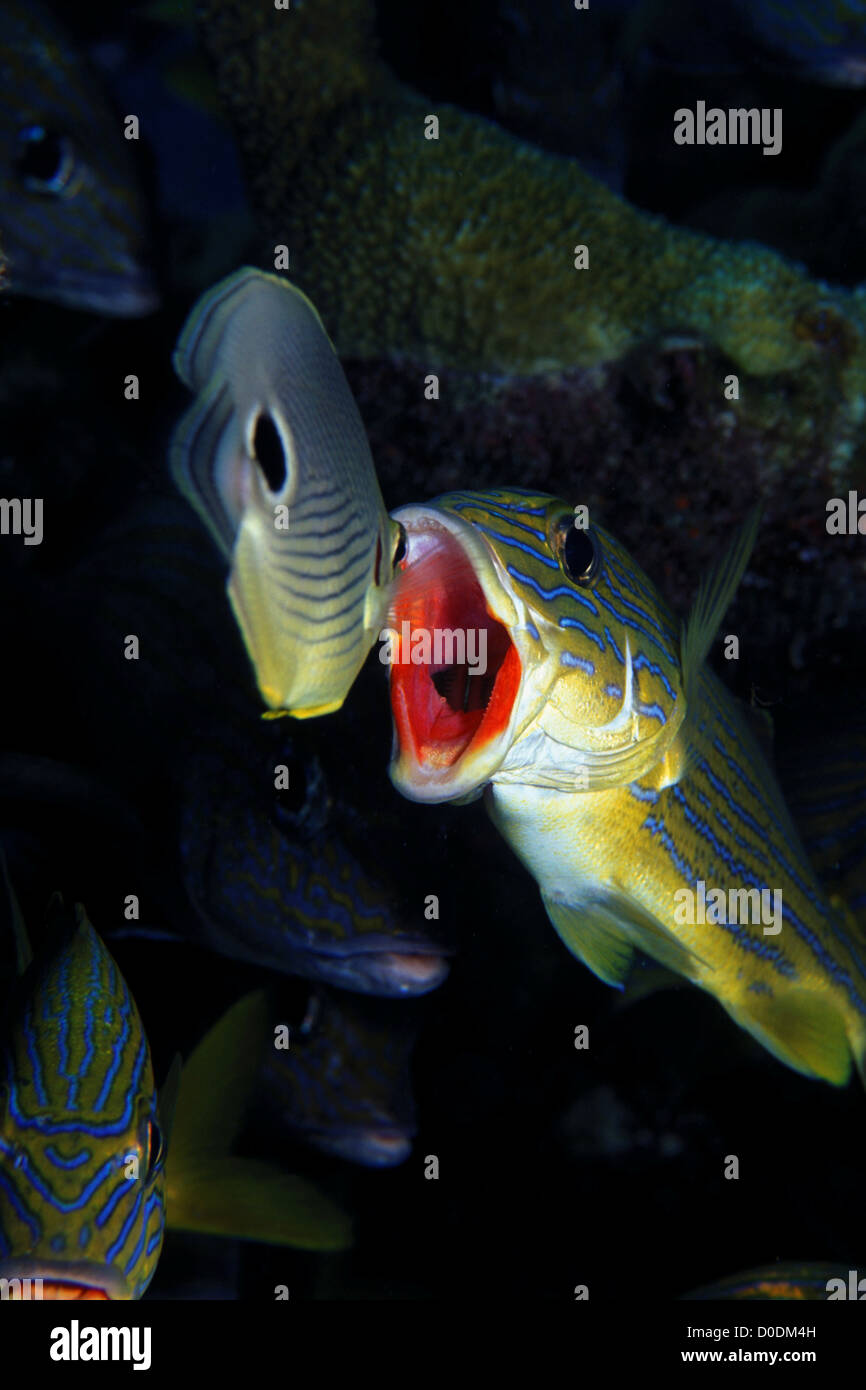 Foureye Butterflyfish nähert sich halten Grunzen an eine Reinigungsstation Stockfoto