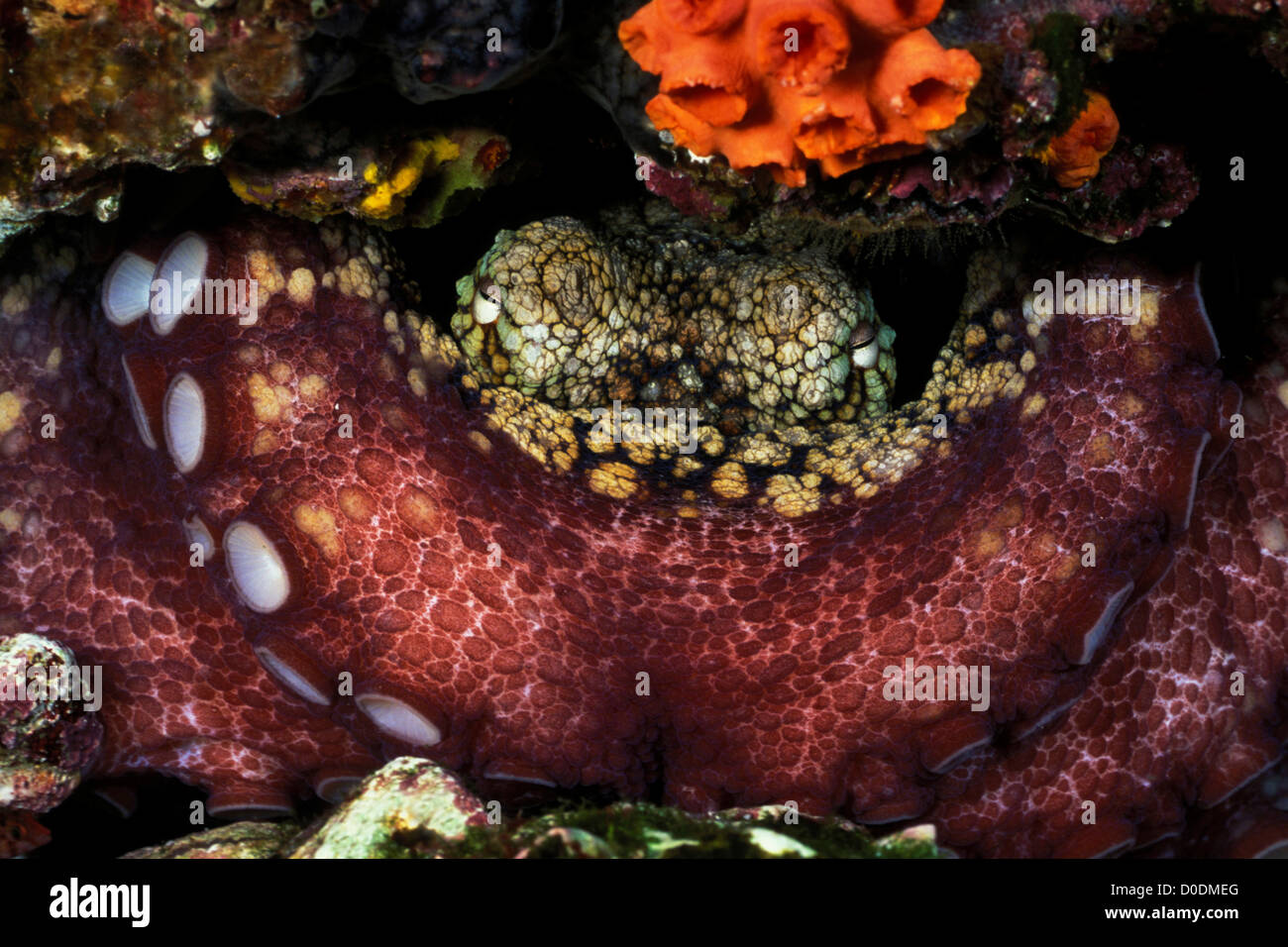 Getarnten Oktopus Gesicht versteckt hinter riesigen Tentakeln Stockfoto