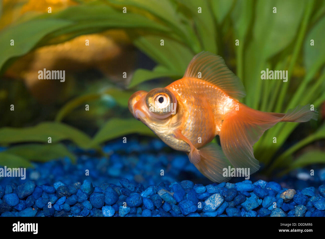 Unterwasser Nahaufnahme von Teleskop-Goldfische im Aquarium Stockfoto