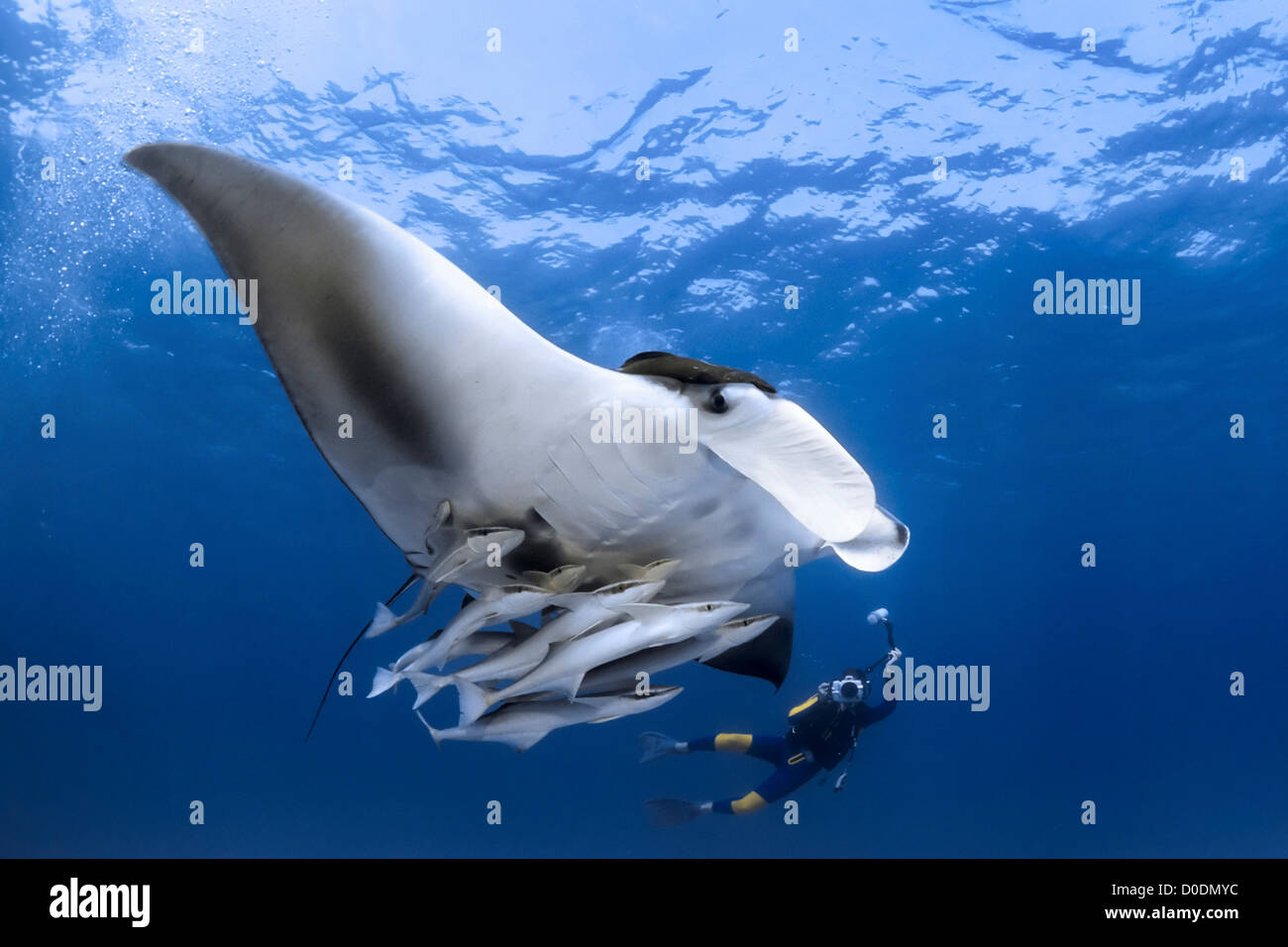 Fotograf mantarochen -Fotos und -Bildmaterial in hoher Auflösung – Alamy