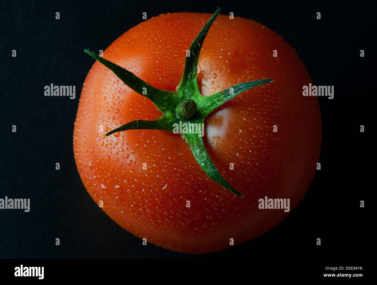 frische Tomaten Stockfoto