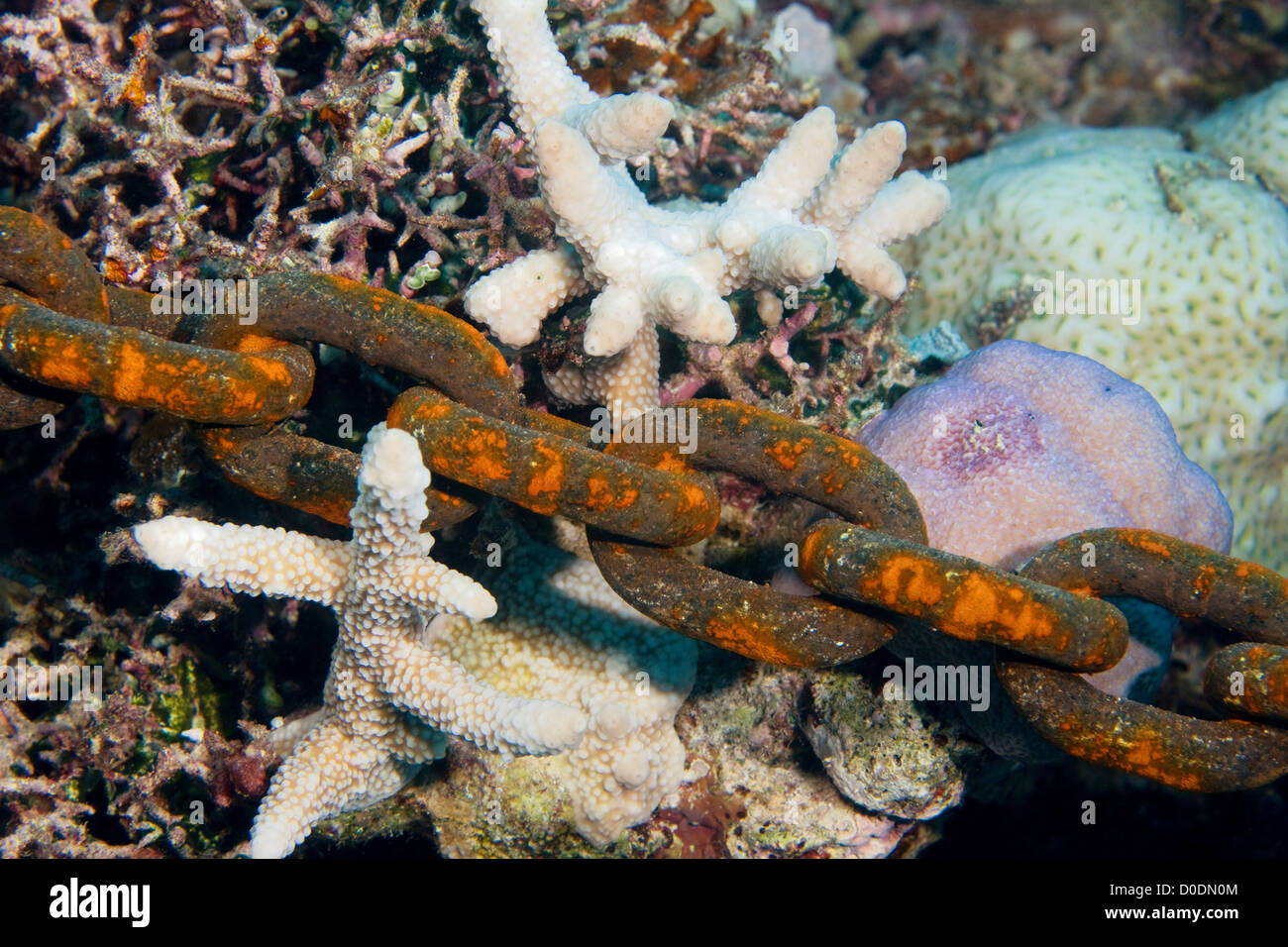 Anker-Kette inmitten sterben Korallen Stockfoto