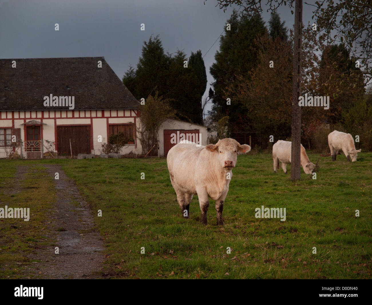 Charolais-Rinder in der Normandie, Frankreich. Stockfoto