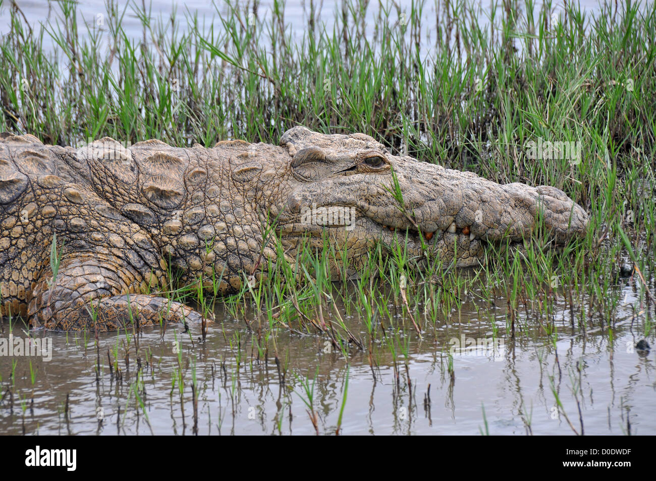 Krokodil liegend neben Fluss Stockfoto