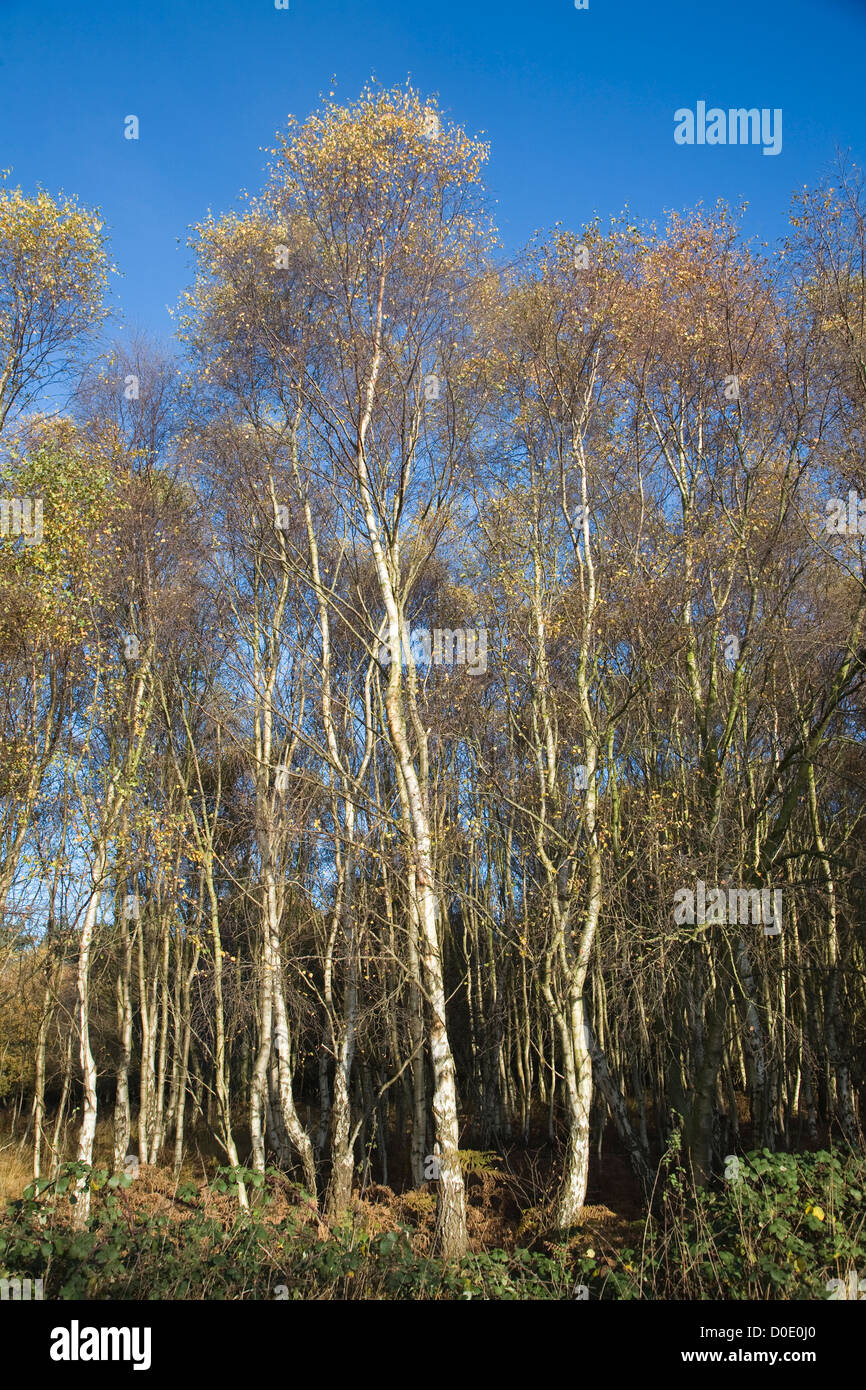 Betula Pendel Birke Bäume Herbst Suffolk Sandlings Heide, Wald Dunwich, Suffolk, England Stockfoto