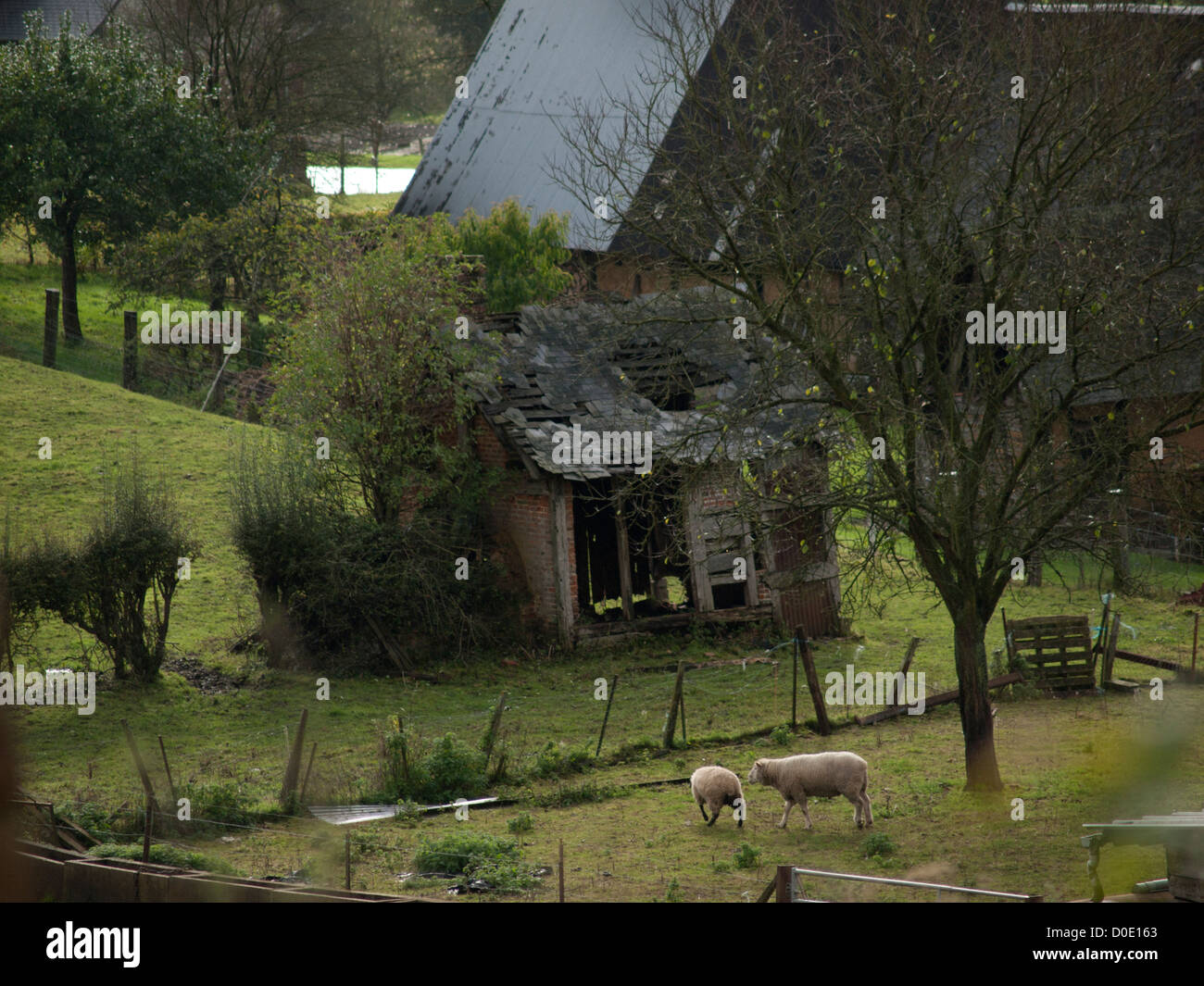 Landleben in der Normandie, Frankreich. Stockfoto