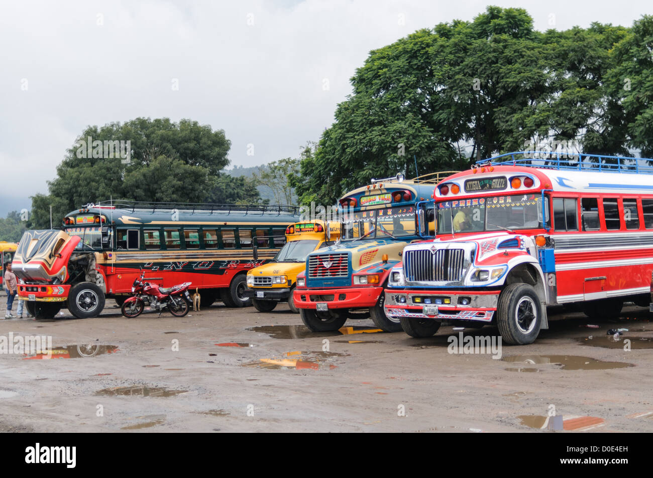 Hühnerbusse Umgebaute Schulbusse Busbahnhof Antigua Guatemala | ANTIGUA GUATEMALA, Guatemala — Hühnerbusse, die hinter dem Mercado Municipal (Stadtmarkt) in Antigua, Guatemala, geparkt sind. Von diesem umfangreichen zentralen Busbahnhof aus strahlen die Routen über ganz Guatemala aus. Oft farbenfroh lackiert, sind die Hühnerbusse nachgerüstete amerikanische Schulbusse und bieten eine günstige Transportmöglichkeit im ganzen Land. Stockfoto