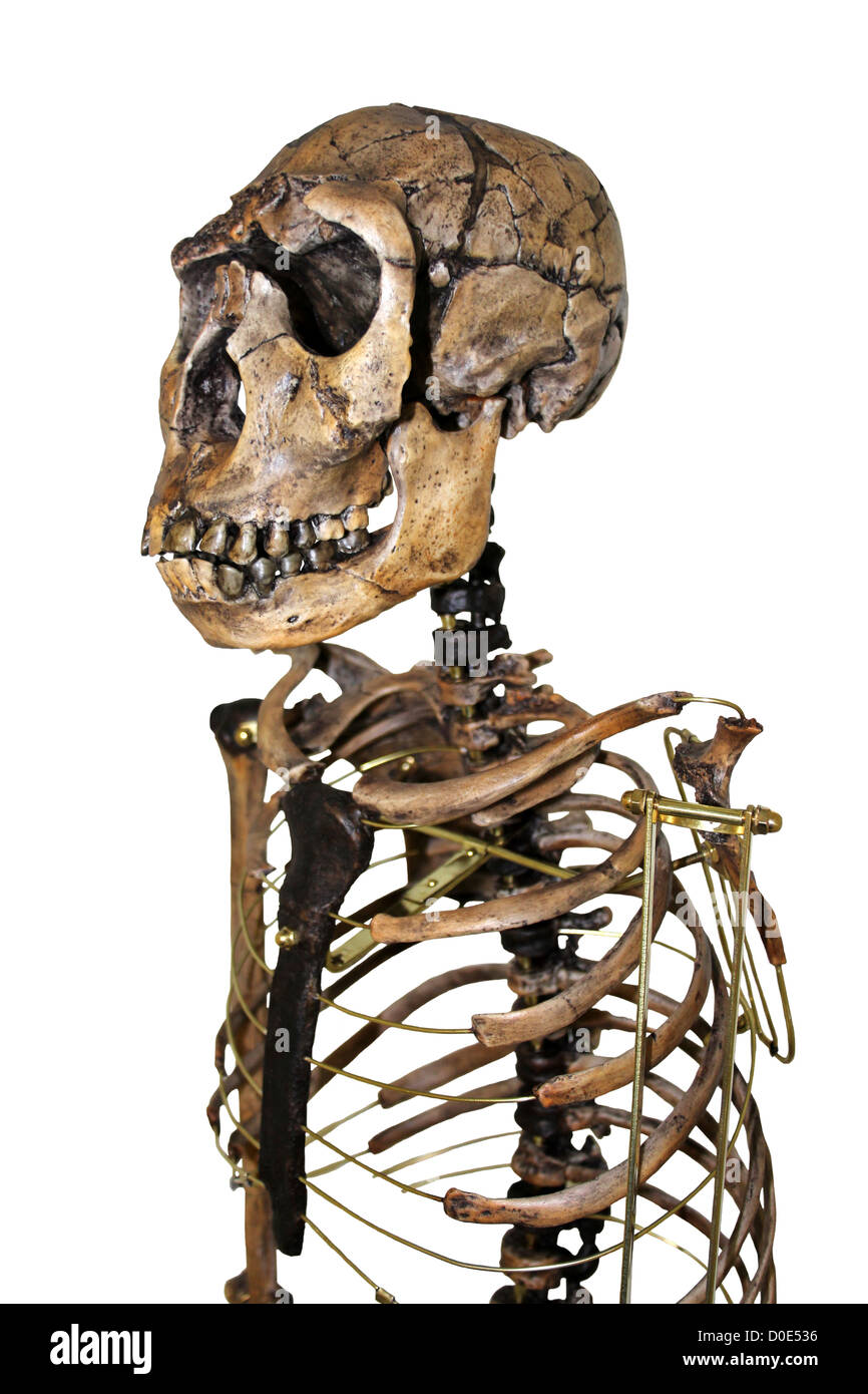 Homo Ergaster Skelett Nariokotome Boy Stockfoto