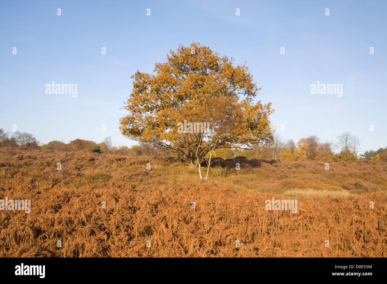 Quercus Robur Eiche Baum Herbst Blatt Westleton Heath, Suffolk, England Stockfoto
