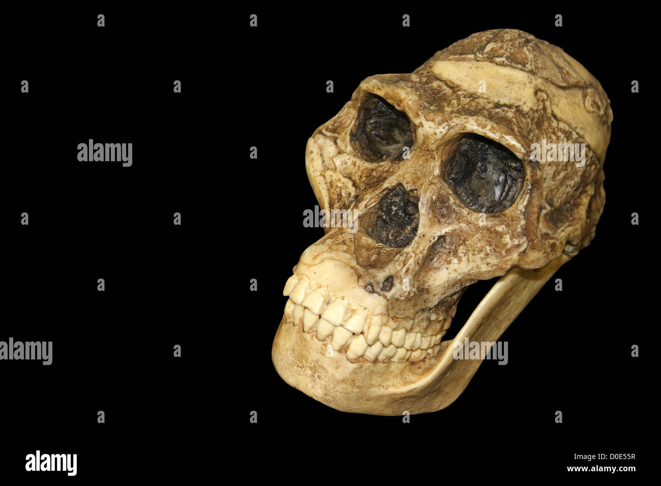 Australopithecus Africanus Schädel Sts 5 "Mrs. Ples" Stockfoto