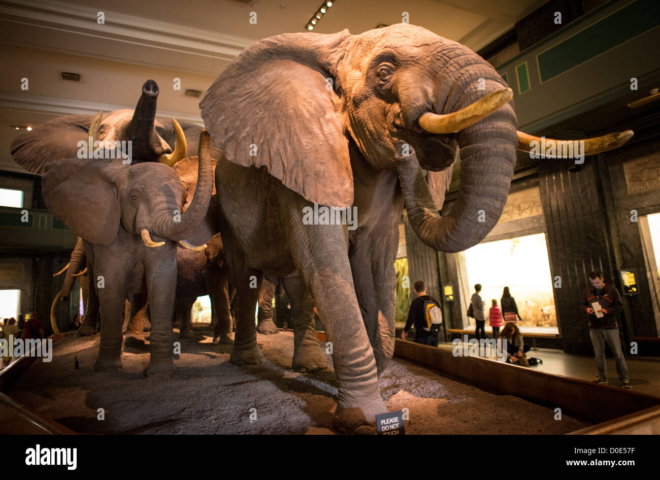 Eine Herde Elefanten auf dem Display in der große Säugetiere Halle am Museum of Natural History in New Yorks Upper West Side Nachbarschaft, neben dem Central Park. Stockfoto