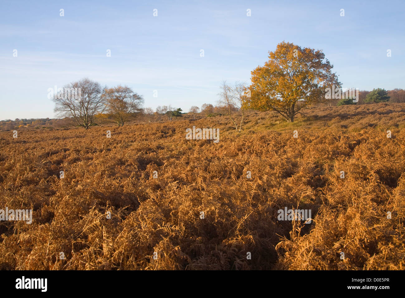 Quercus Robur Eiche Baum Herbst Blatt Westleton Heath, Suffolk, England Stockfoto