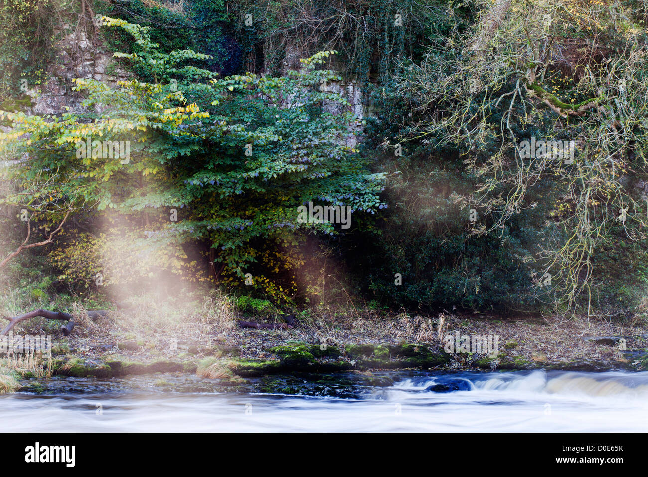 Wellen von Licht durch die Bäume auf dem Fluß Ure Wensleydale North Yorkshire England Stockfoto