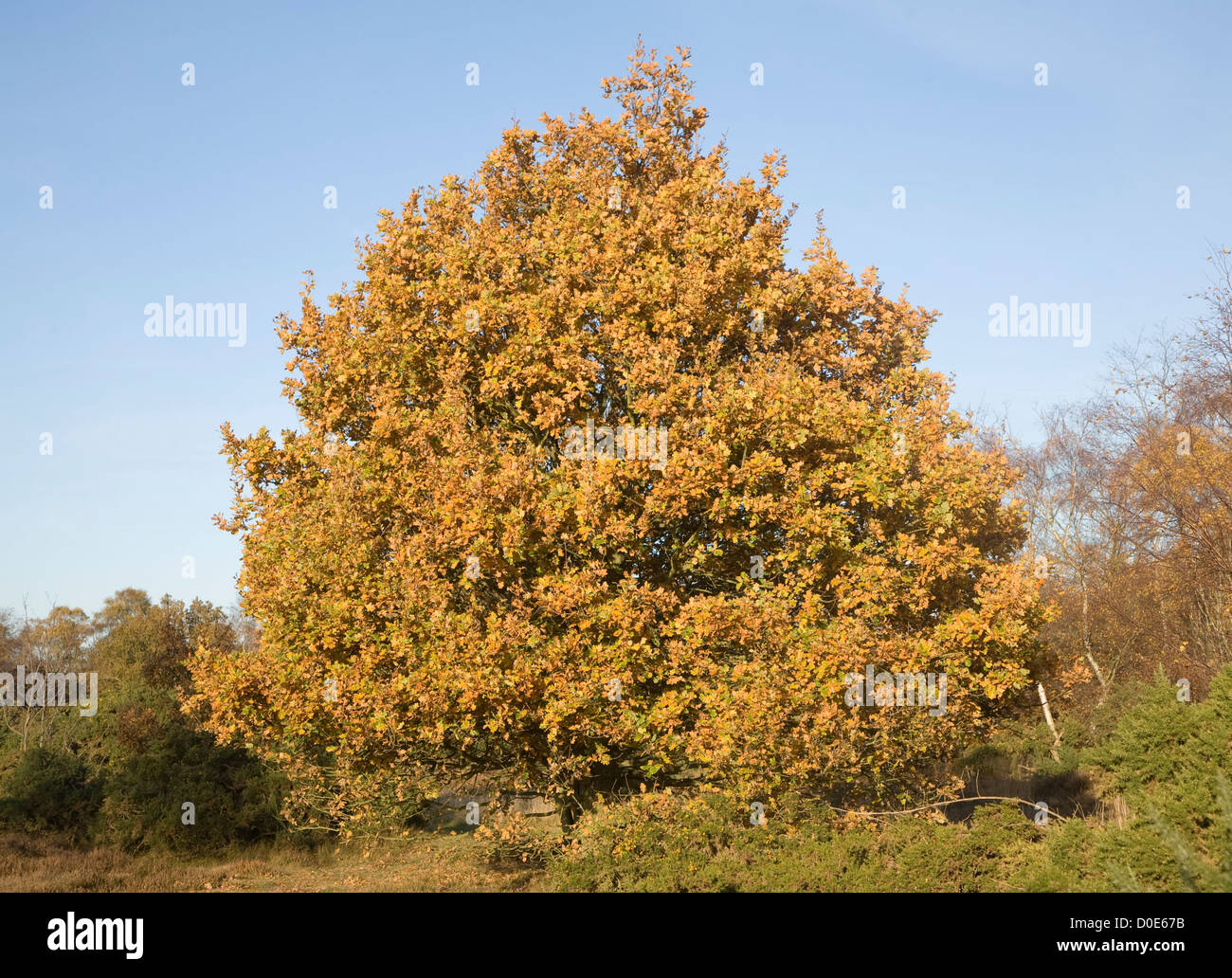 Quercus Robur Eiche Baum Herbst Blatt Westleton Heath, Suffolk, England Stockfoto