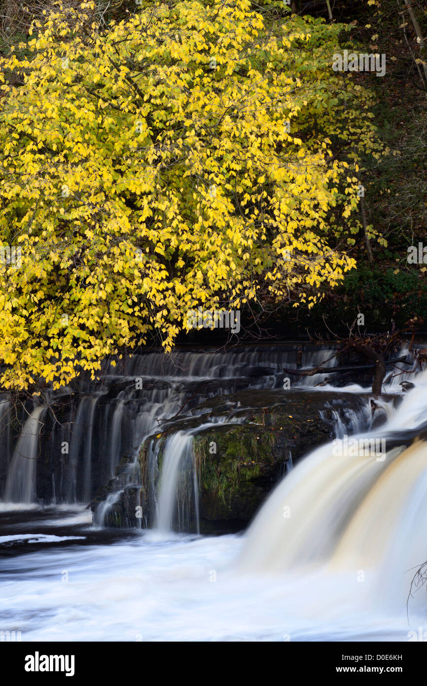 Herbstfarben am oberen Aysgarth Falls Wensleydale North Yorkshire England Stockfoto