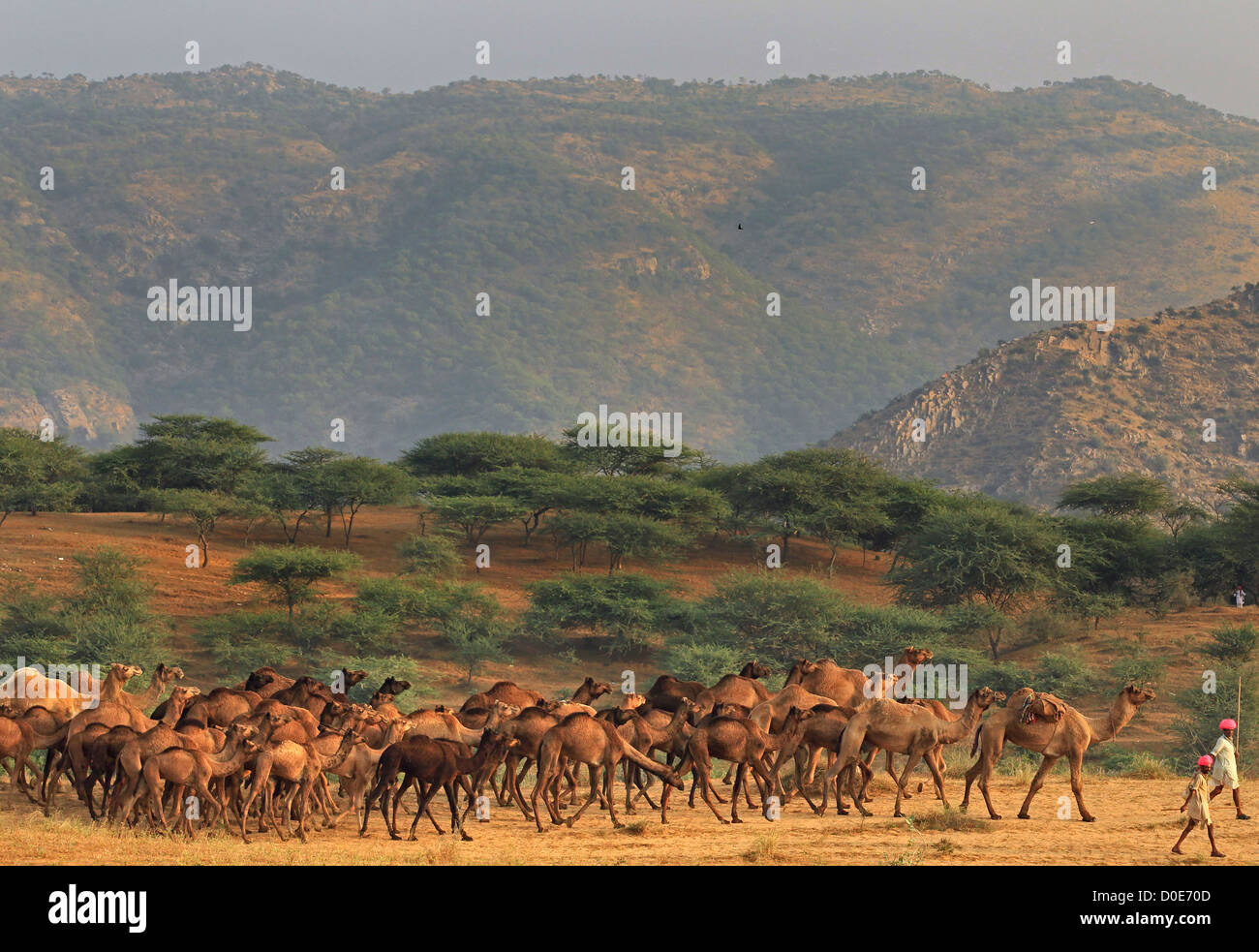 Hirten gehen mit Kamelen in die Pushkar Camel Fair auf dem Lande Rajasthan Indien. An der jährlichen Mela werden Vieh gehandelt. Stockfoto
