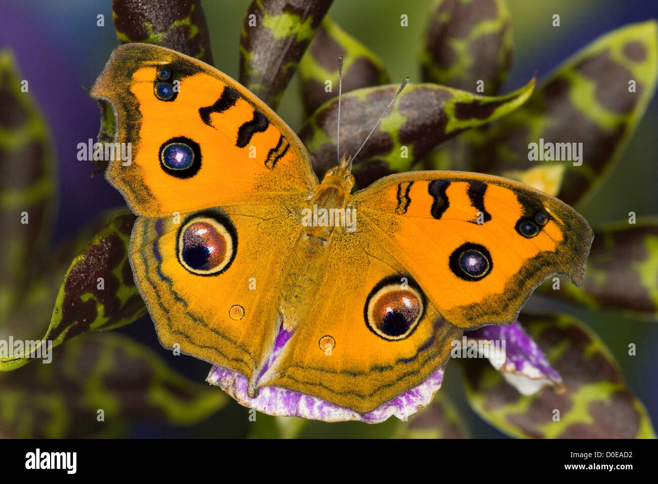 Pfau-Stiefmütterchen Schmetterling Stockfoto