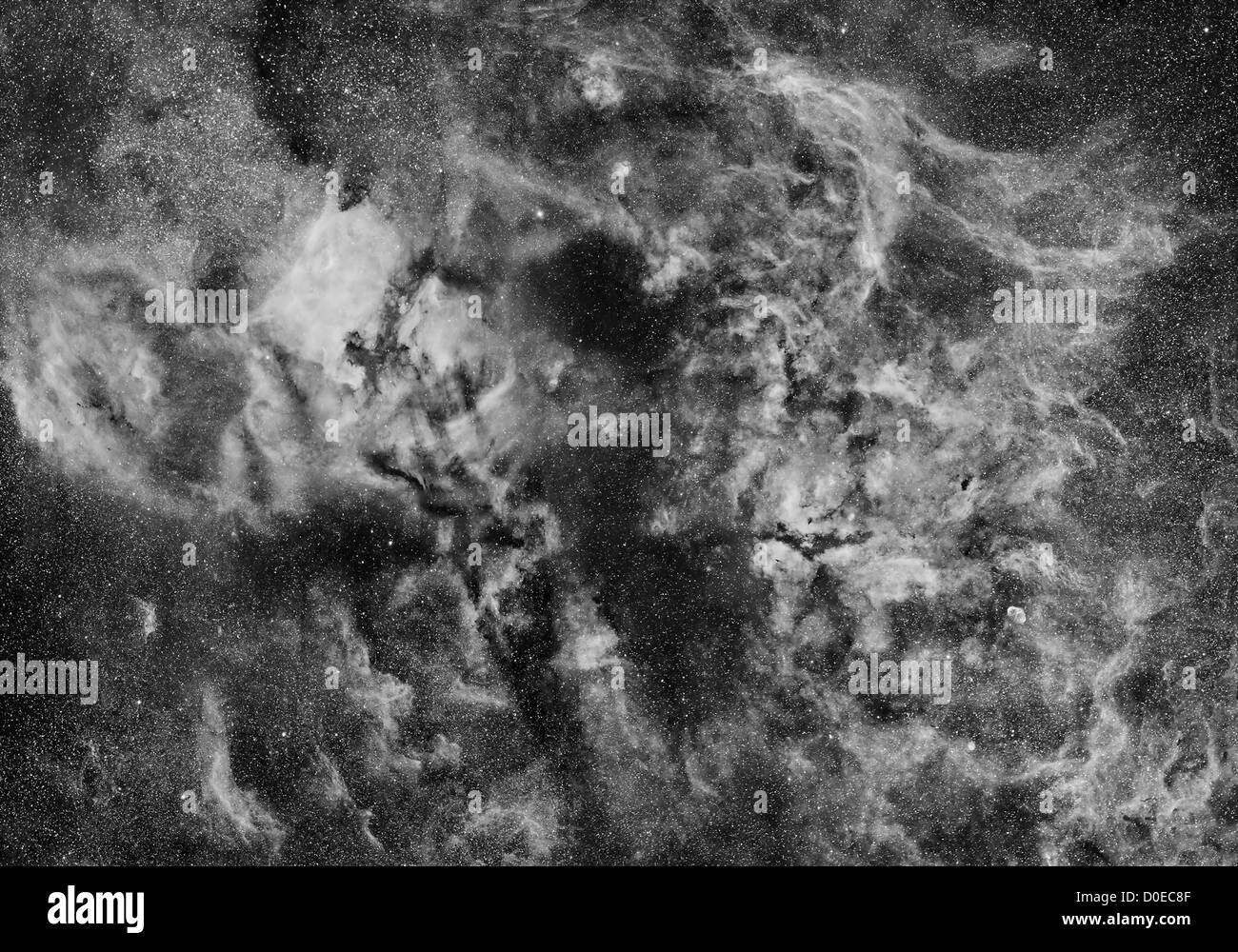Cygnus in H-a-Licht Stockfoto