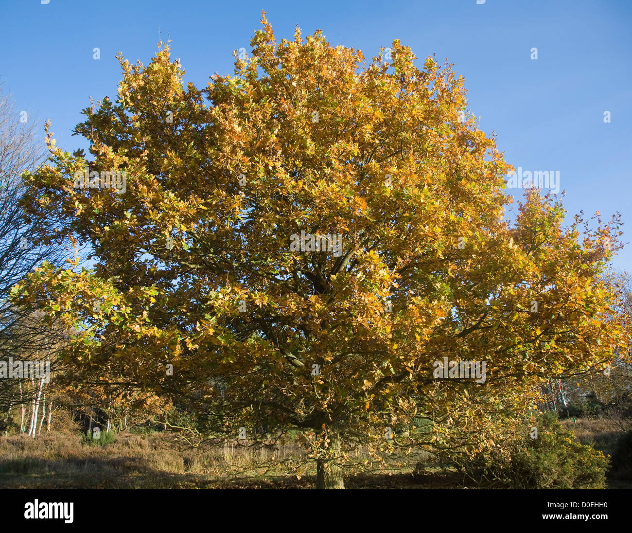 Quercus Robur Eiche Baum Herbst Blatt Westleton Heath, Suffolk, England Stockfoto