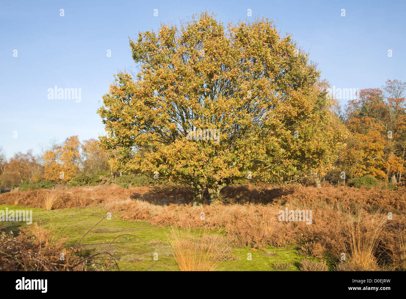 Quercus Robur Eiche Baum Herbst Blatt Westleton Heath, Suffolk, England Stockfoto