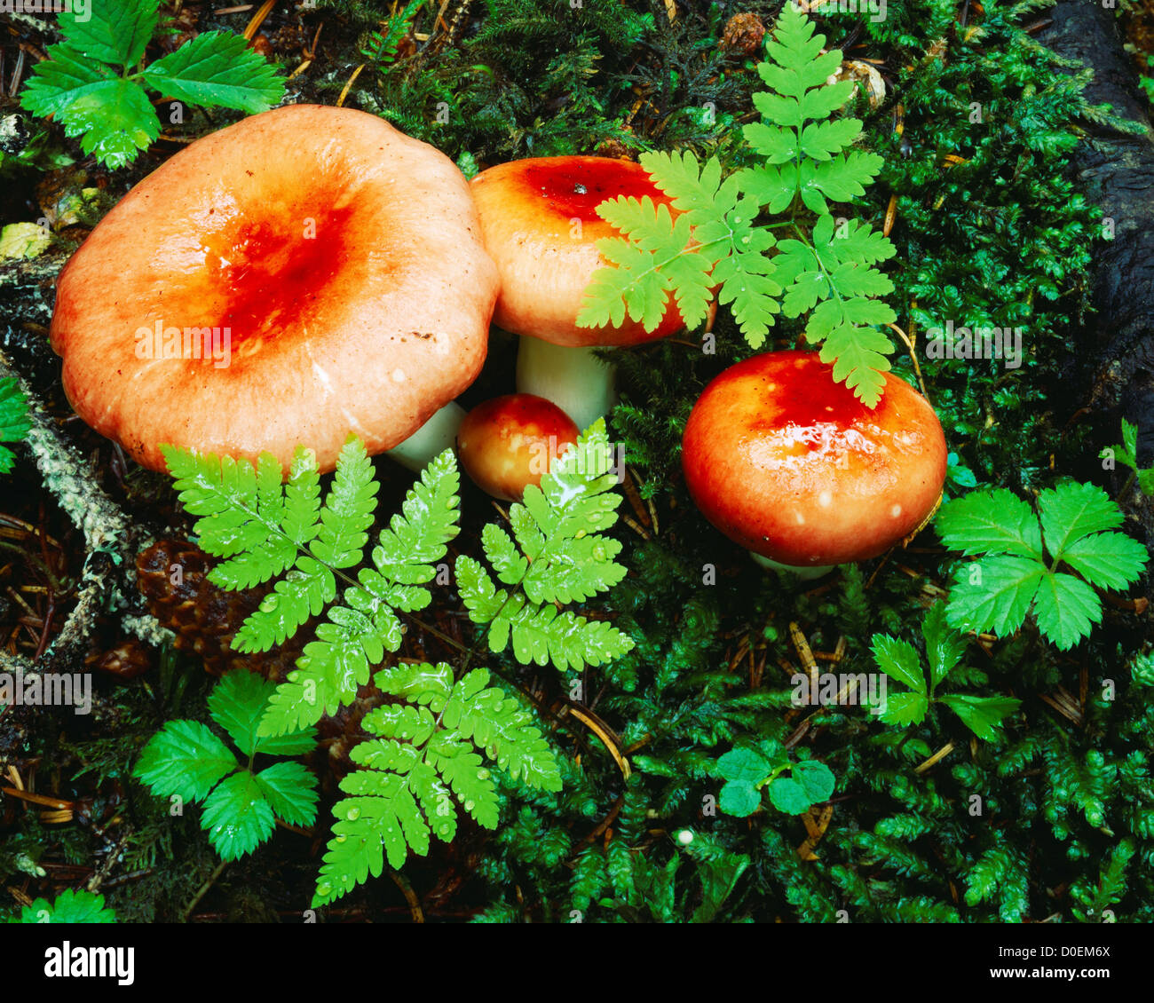 Ubling Pilze, Eiche Farne und Blätter des Nagoonberry Stockfoto