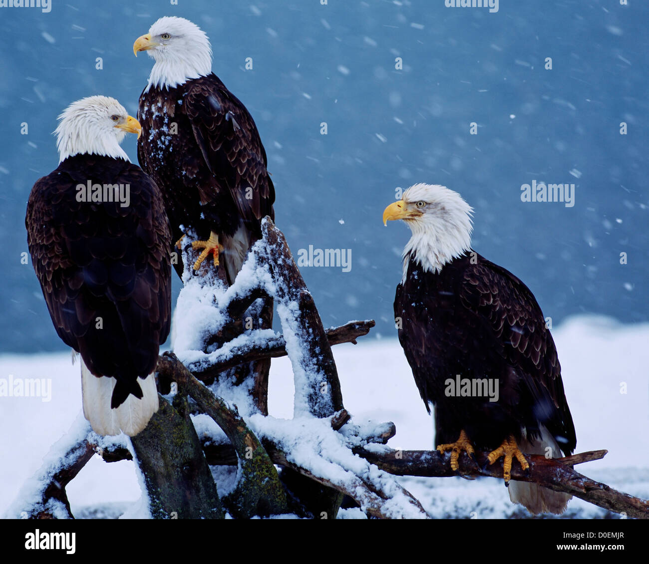 Drei Weißkopf-Seeadler am Ufer des Kachemak Bay, Alaska Stockfoto