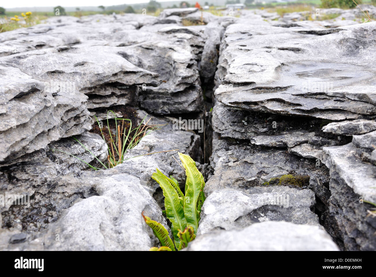 Karst Felsformationen The Burren Irland Stockfoto