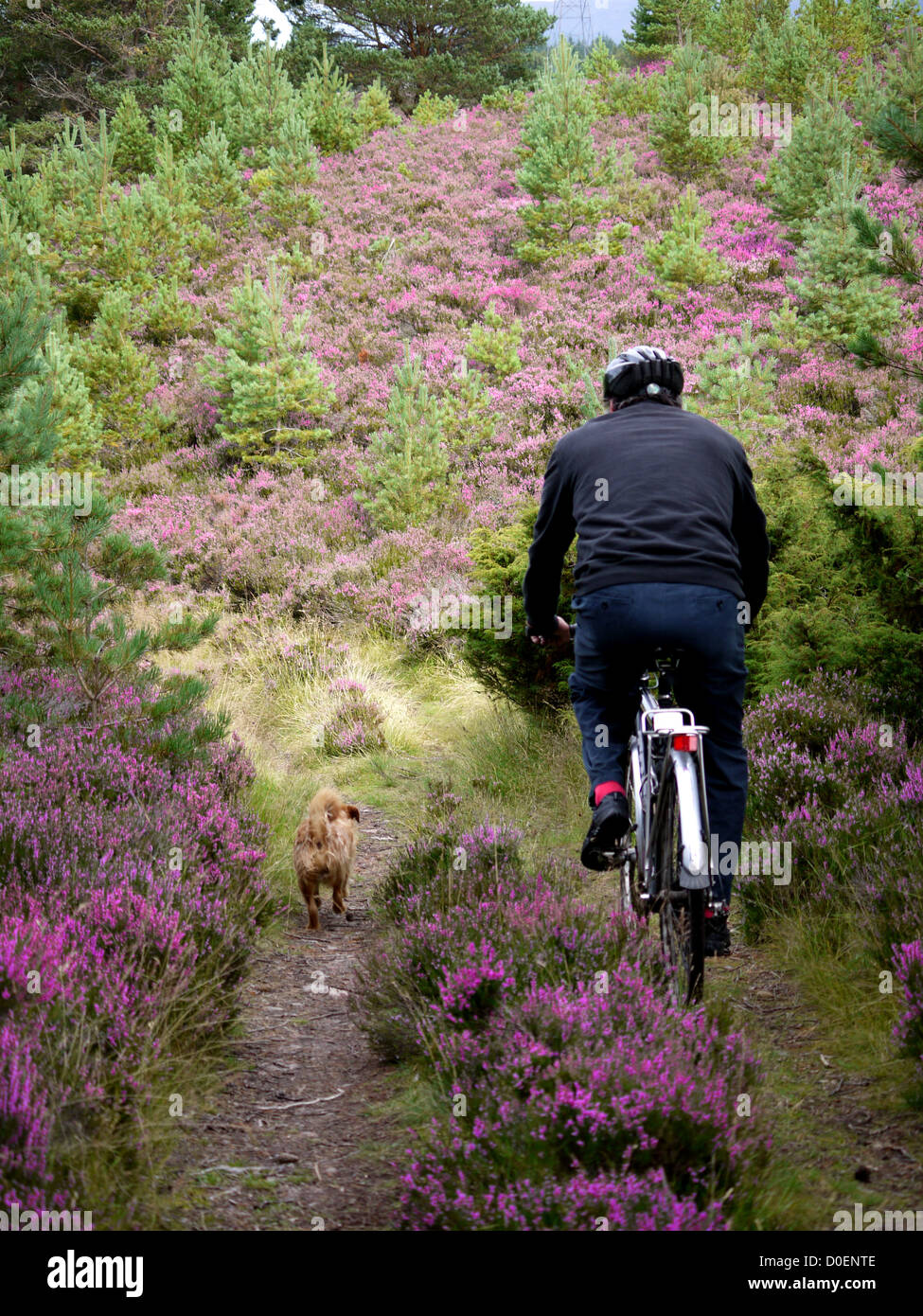 Radtouren durch die Heide Badenoch unterwegs in der Spey Valley-Schottland Stockfoto