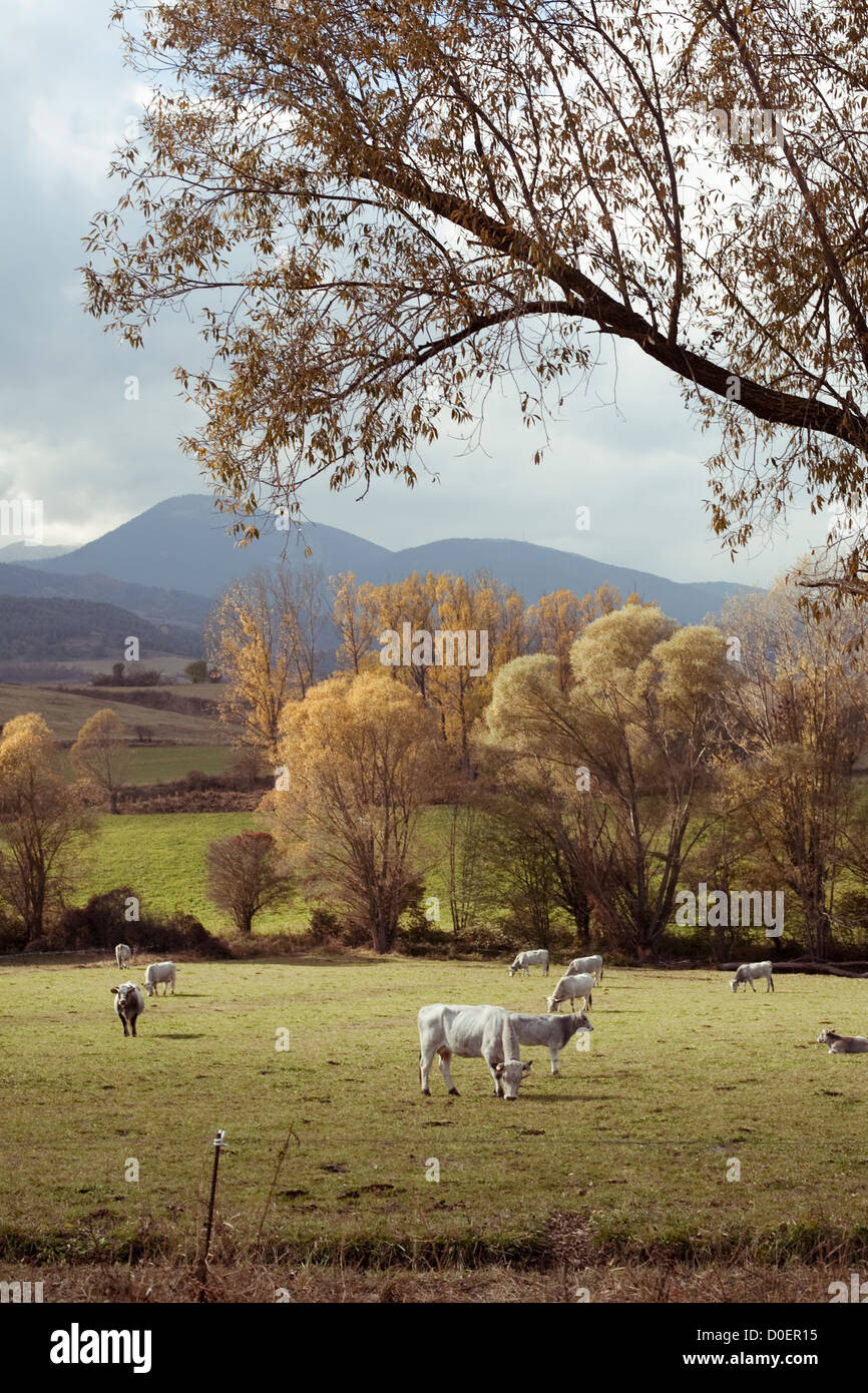 Gruppe der Kühe essen Kräuter in den katalanischen Pyrenäen Stockfoto
