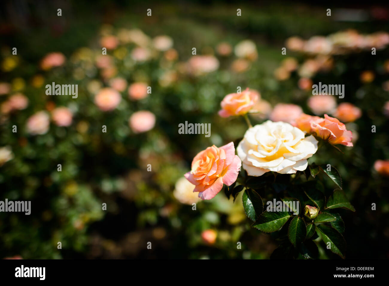 ARLINGTON, Virginia, USA – der Bon Air Rose Garden in Arlington, ein ruhiger und wunderschön gestalteter Garten mit einer großen Auswahl an Rosen. Besucher schlendern auf den Wegen und bewundern die lebhaften Blüten und duftenden Düfte. Der Garten ist ein ruhiger Rückzugsort und ein beliebter Ort zum Fotografieren und Entspannen. Stockfoto