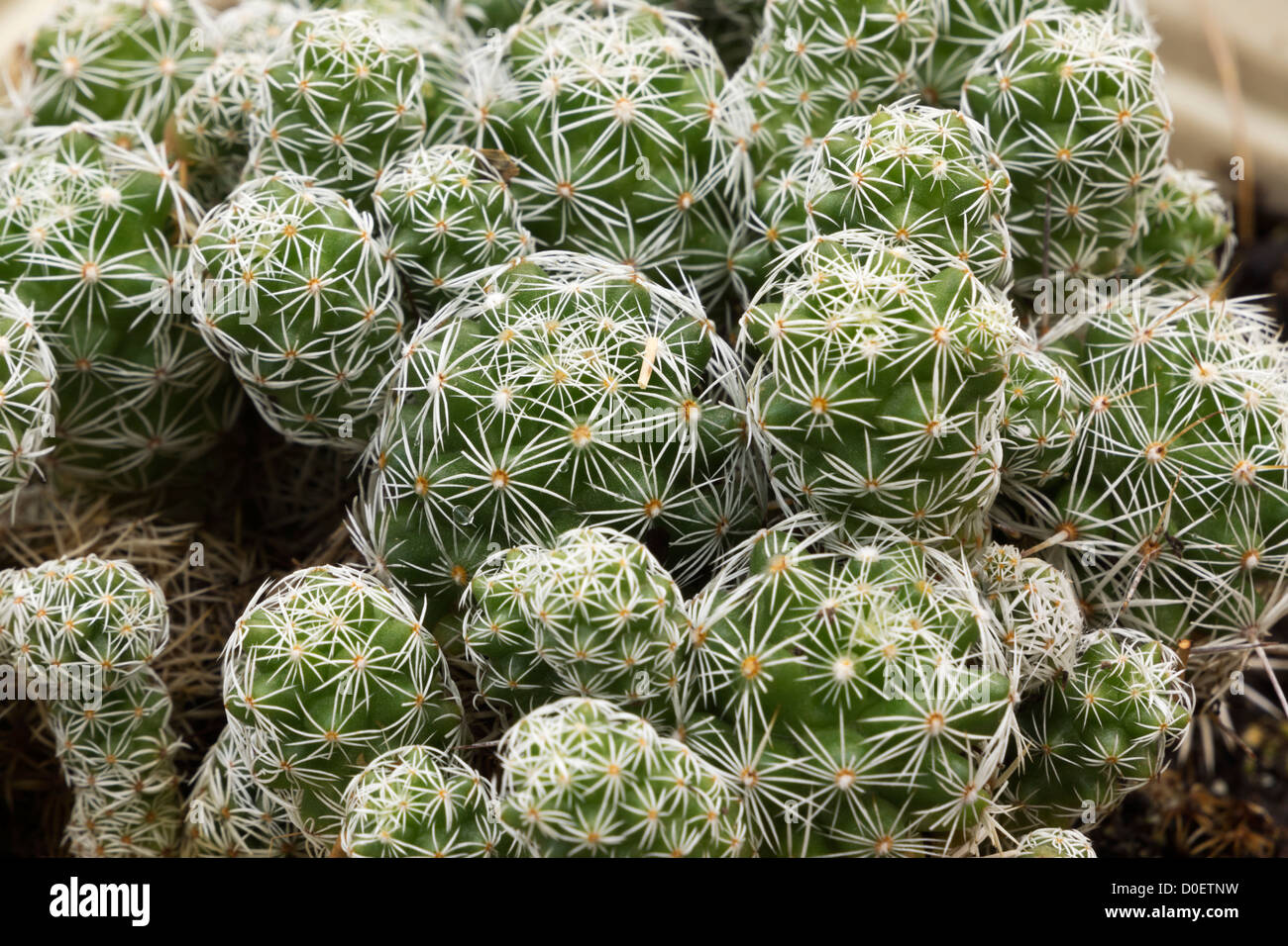 PIN Cushion Typ Kaktus im Garten. Stockfoto