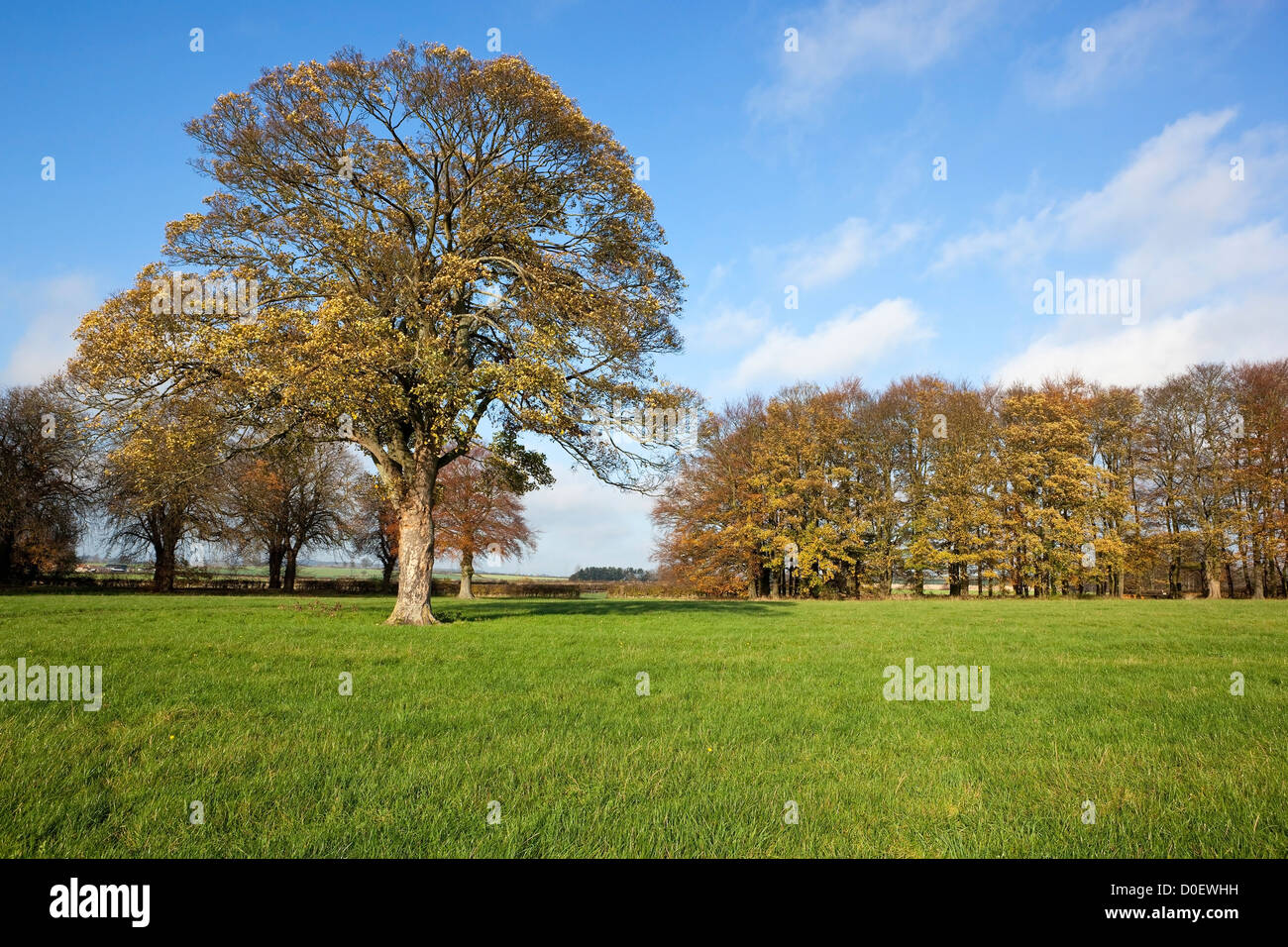 Herbstliche Bäume und üppigen grünen Rasen unter blauem Himmel Stockfoto