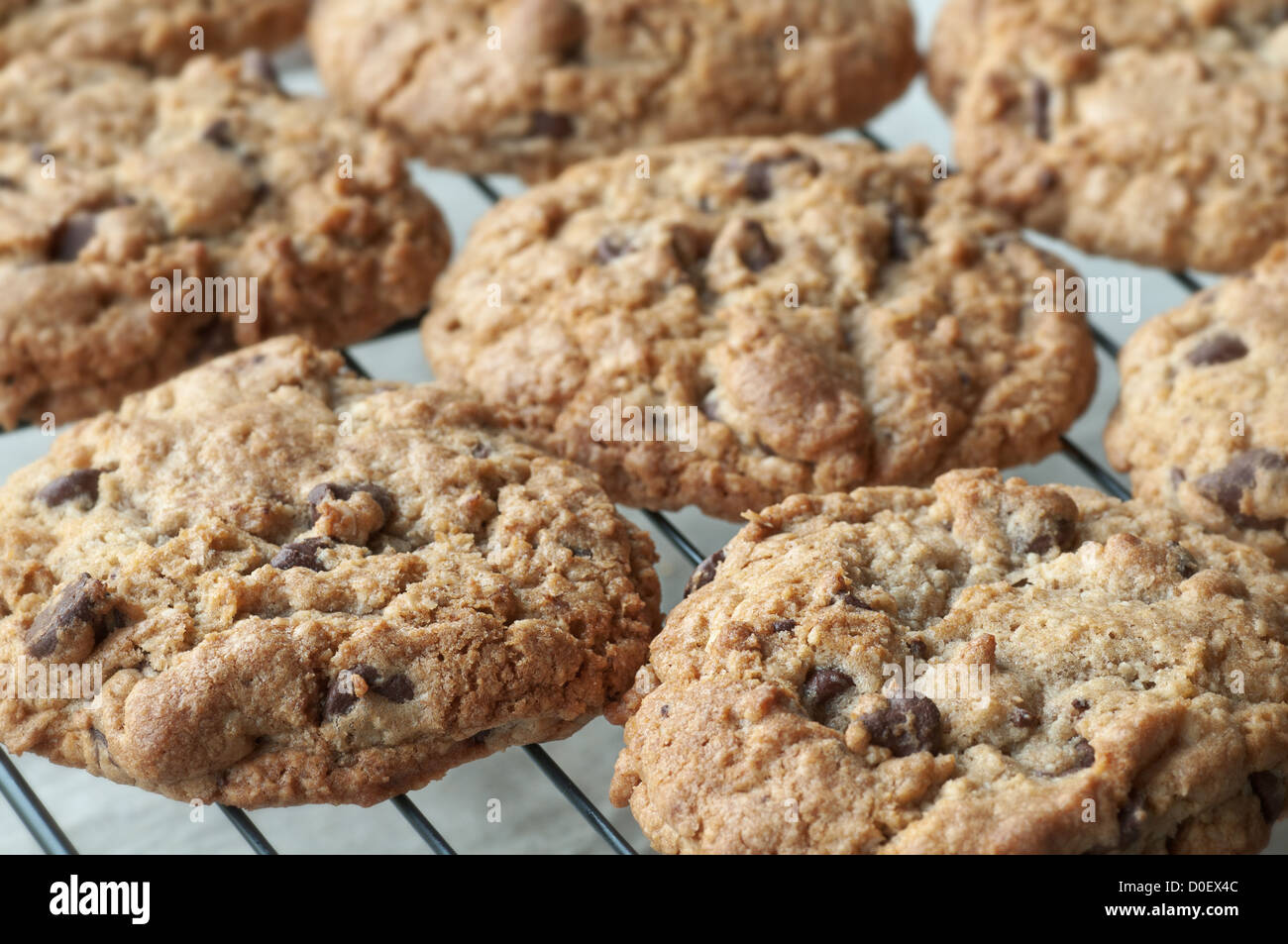 Hausgemachte Kekse frisch aus dem Ofen Stockfoto