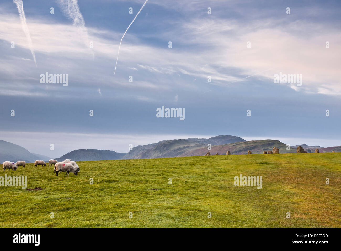 Schafe weiden in der Nähe von Castlerigg stone Kreis in der Nähe von Keswick, Cumbria. Stockfoto