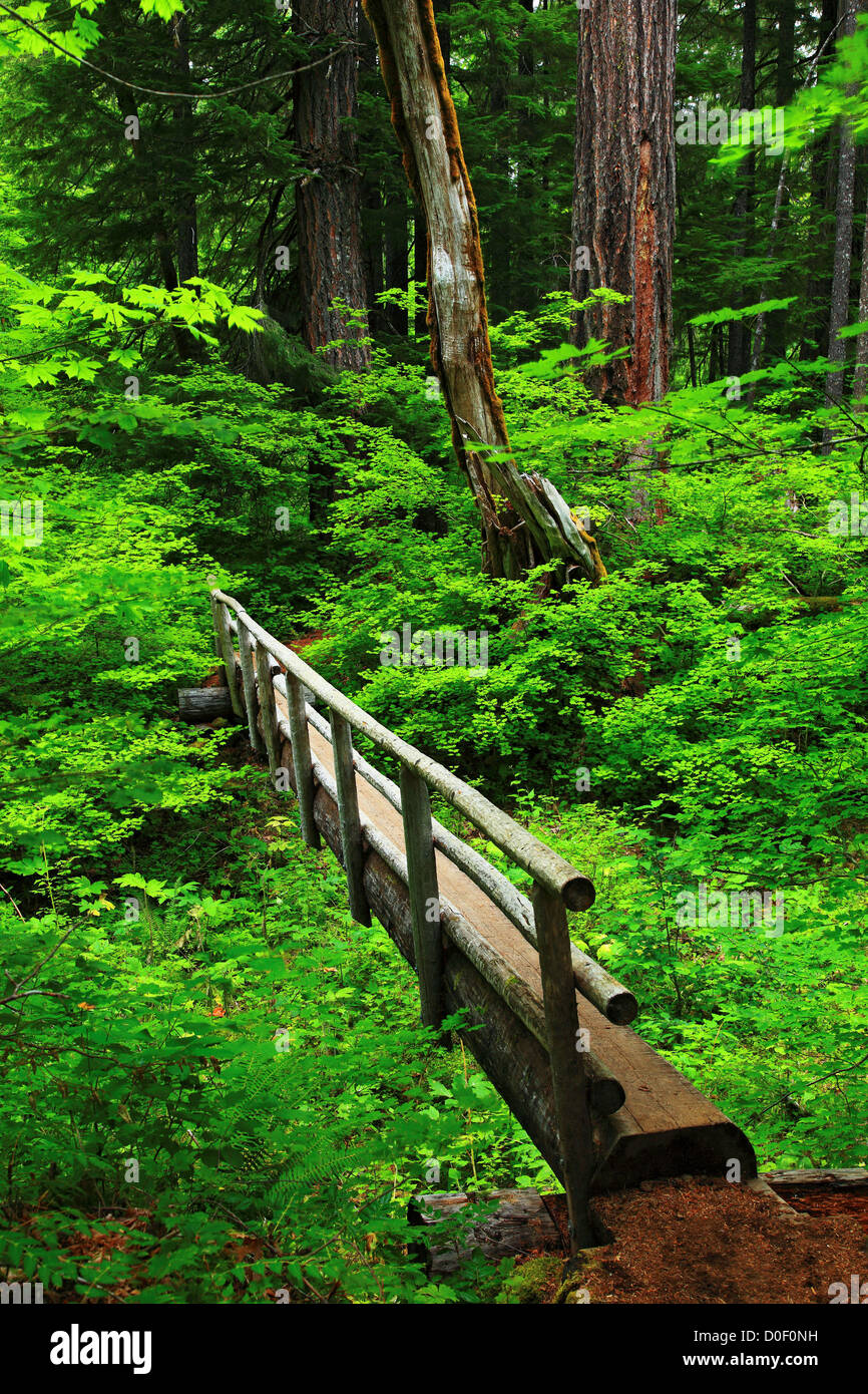 Eine Log-Brücke auf der McKenzie River National Scenic Trail, Oregon. Stockfoto