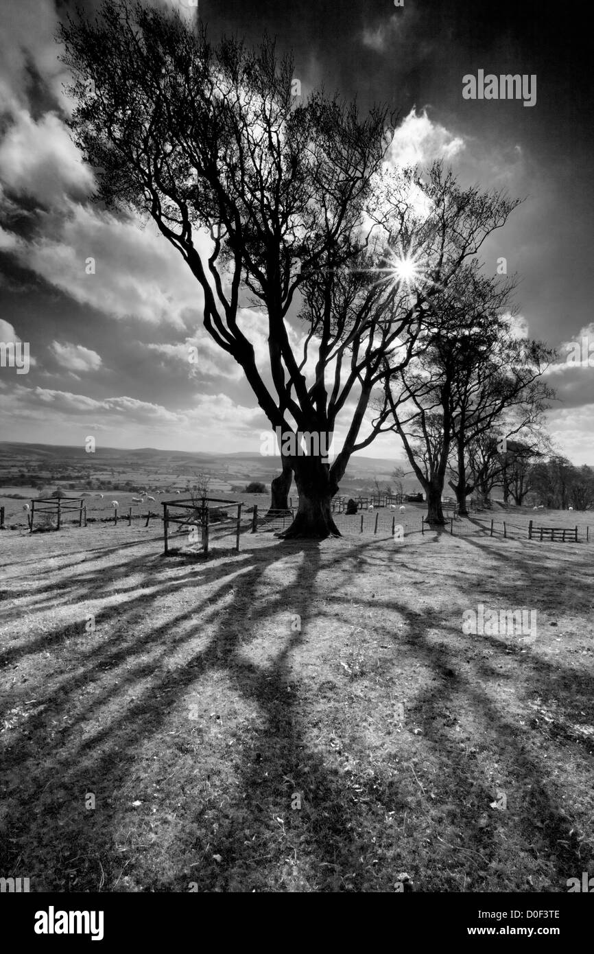 Sonnenlicht durch Linley buchen auf Linley Hügel in Monochrom, Shropshire, England, UK Stockfoto