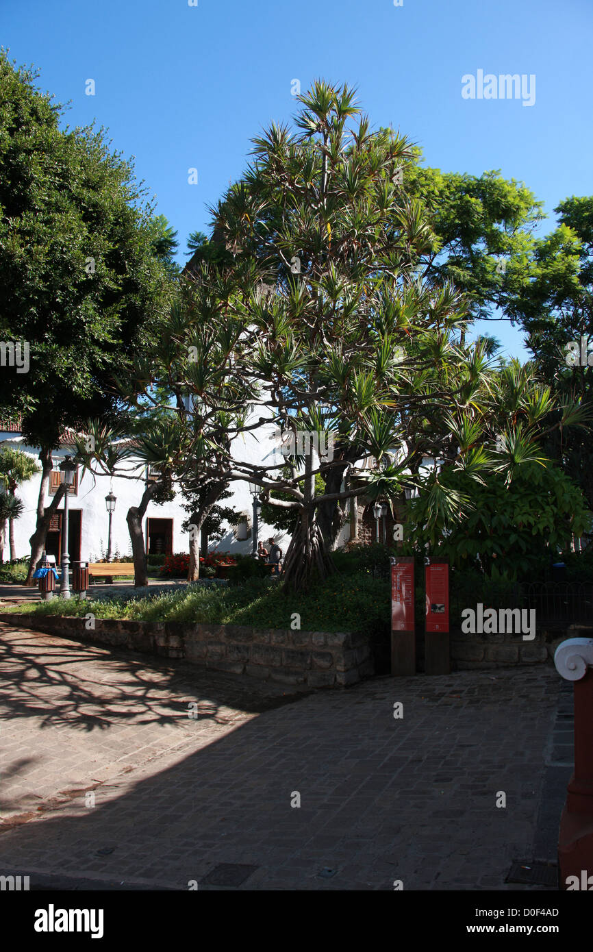 Gemeinsame oder Madagaskar Schraube Kiefer, Pandanus Utilis, Pandanaceae.  Plaza de Lorenzo Cáceres, Icod de Los Vinos, Teneriffa. Stockfoto