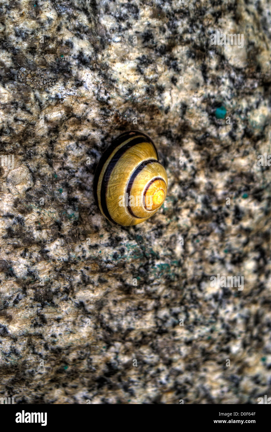 Schnecke auf Sichtbeton Stockfoto