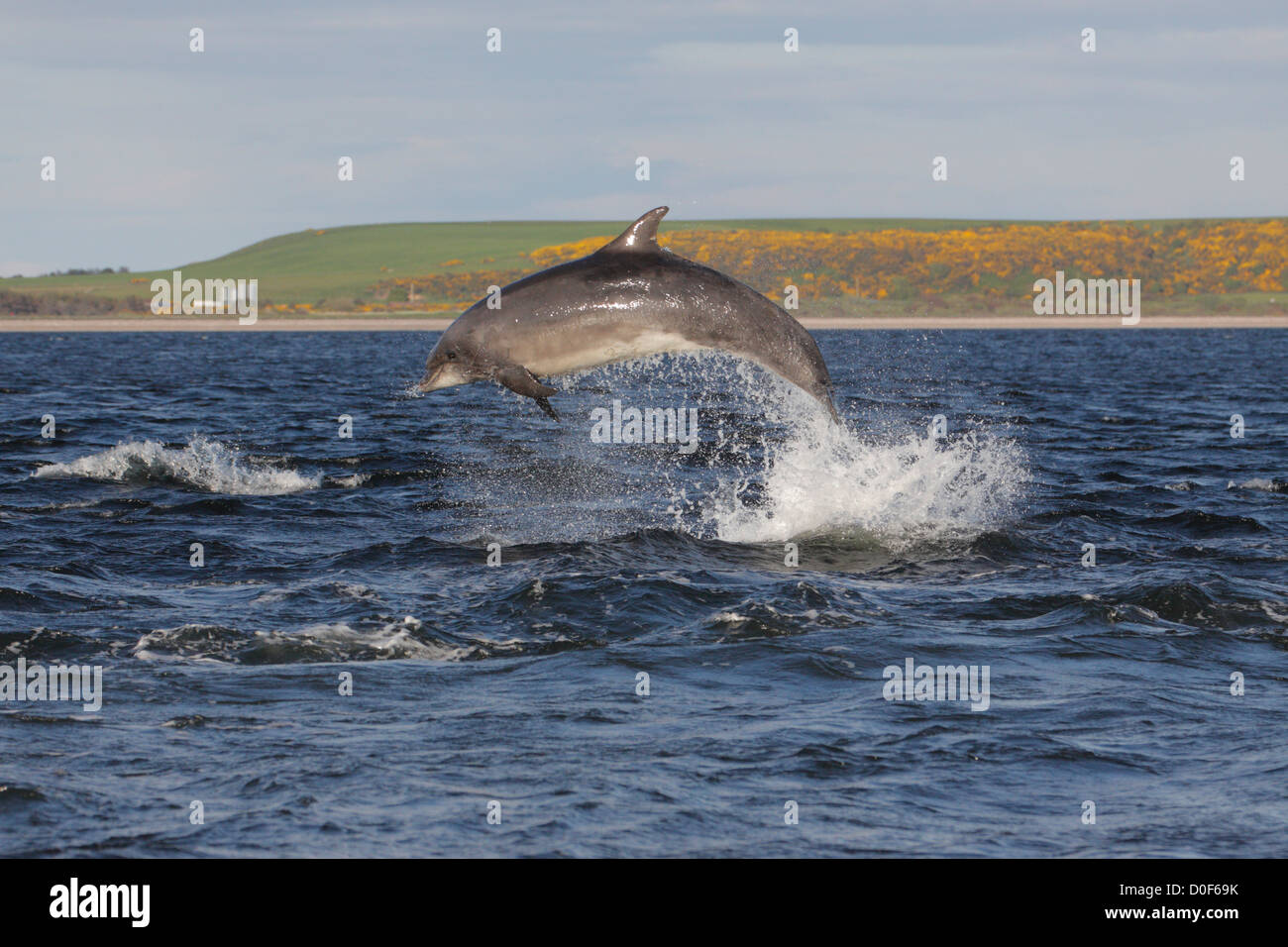 Große Tümmler (Tursiops Truncatus) springen, springen, verletzt in Moray Firth, Chanonry Point, Schottland, Großbritannien Stockfoto