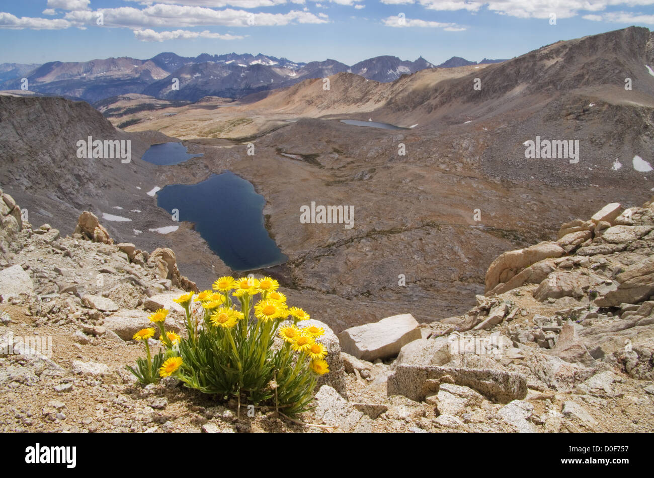 Landschaftsbild des Hulsea Algida oder Alpine gold gelbe Wildblumen auf hohen Berg über See Stockfoto