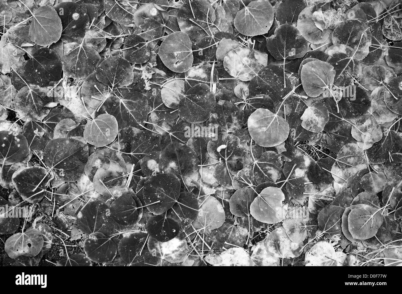 schwarzen und weißen Hintergrundbild von aspen Laub auf dem Boden Stockfoto