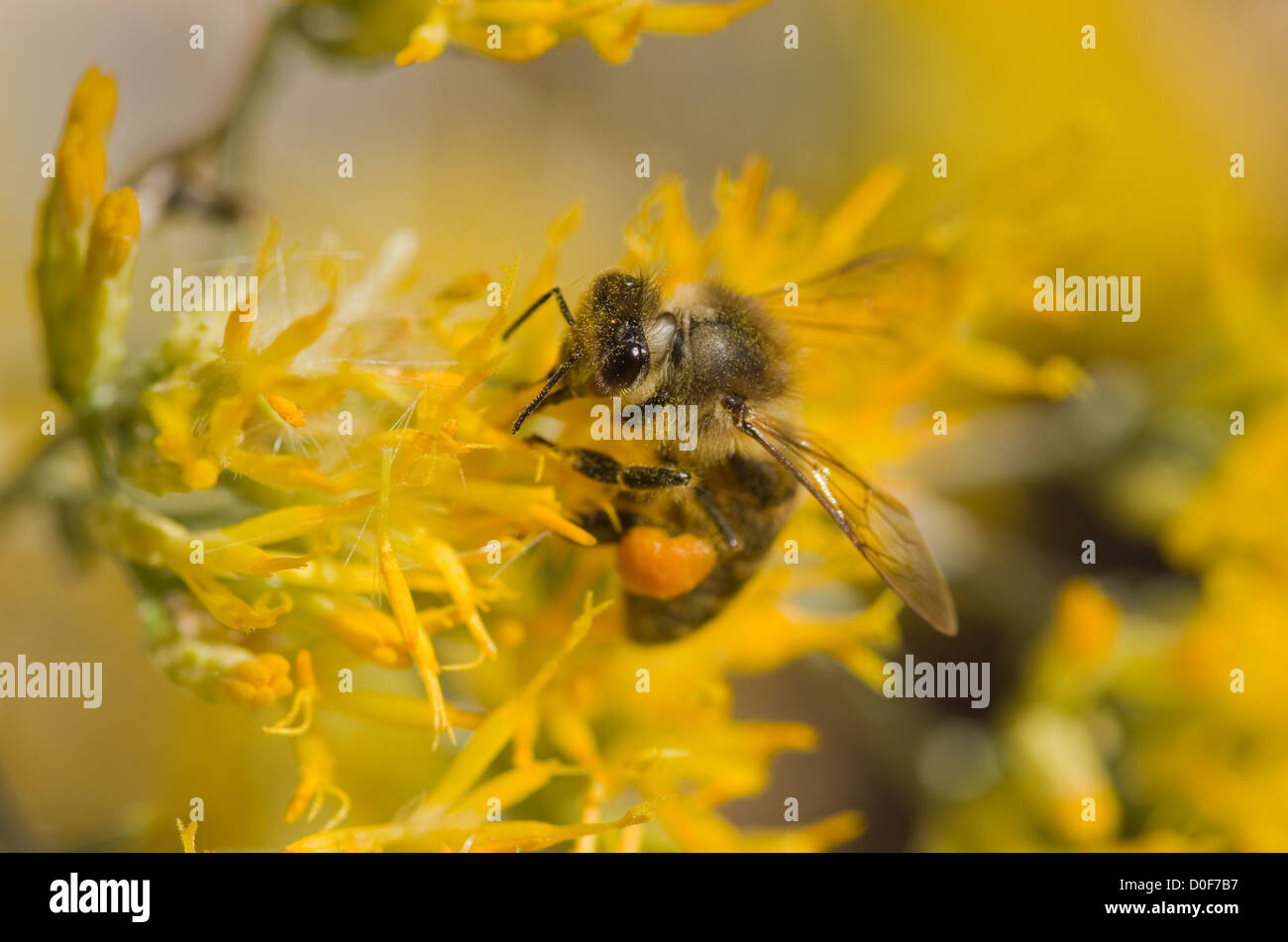 Makro-Bild der Honigbiene auf gelben Rabbitbrush Blume Stockfoto