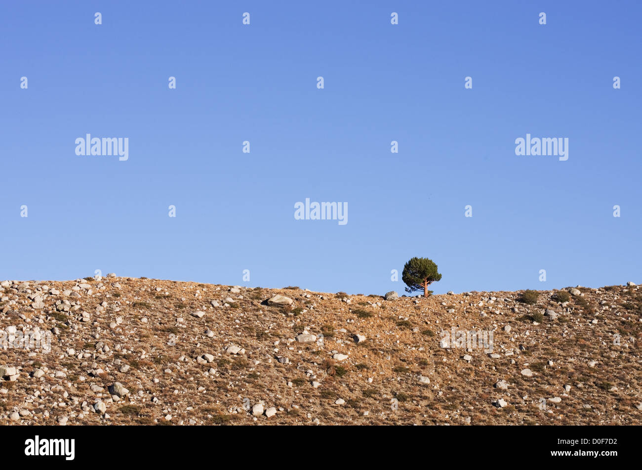 Einsamer Baum auf einem Felsenrücken mit blauem Himmel textfreiraum hinter Stockfoto