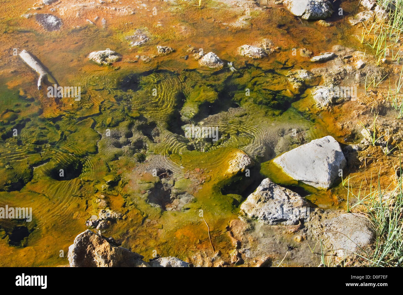 Detail einer natürlichen heißen Quelle in der Long Valley Caldera Stockfoto