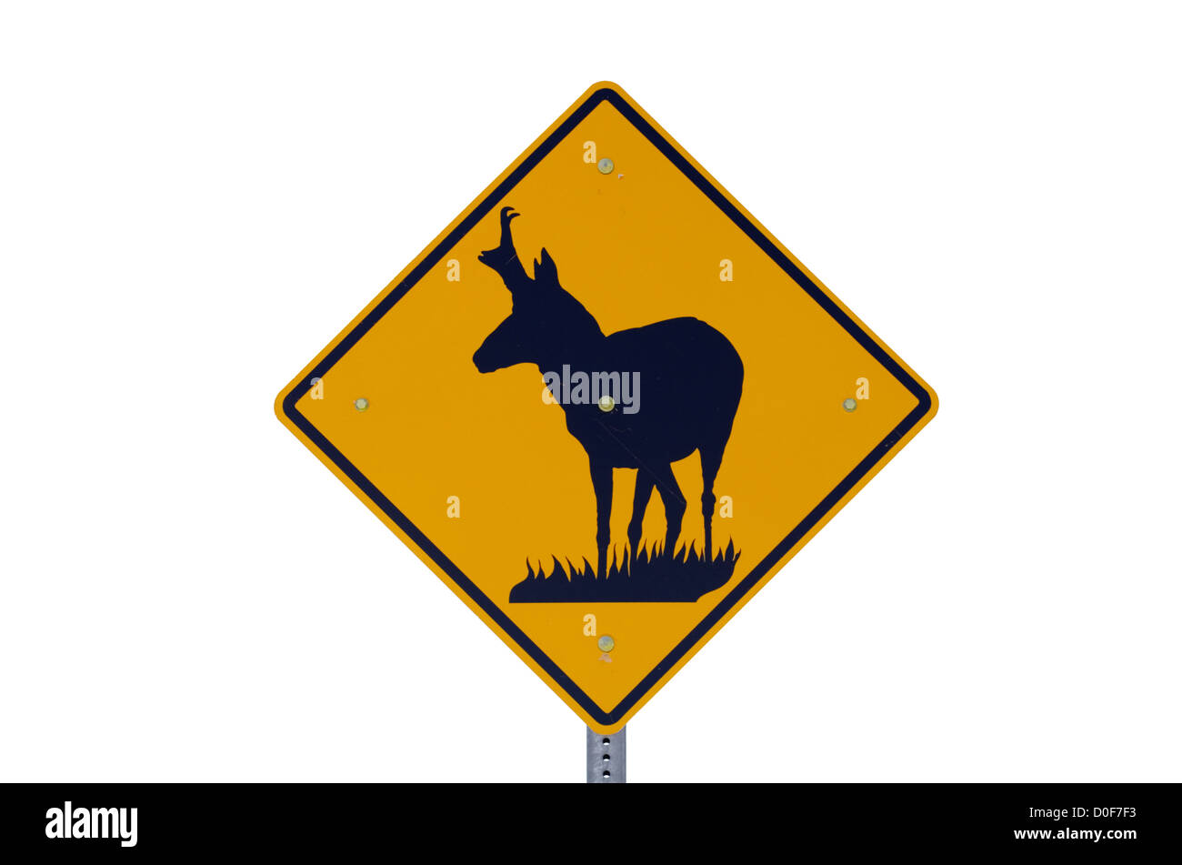 Verkehrszeichen Achtung Pronghorn Antilope beim Überqueren der Straße mit weißen Hintergrund isoliert Stockfoto